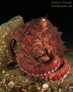Giant Pacific Octopus
Seattle, WA, U.S.A. by Tom Radio 